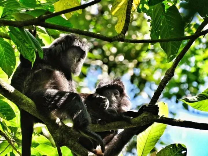 Aulia Bungalows Tetebatu Eksteriør bilde